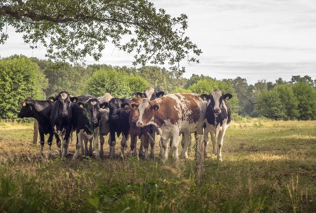 Fromage Bastiaansen-Bio