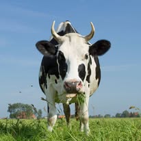 Fromage Bio - Fromage Végétarien